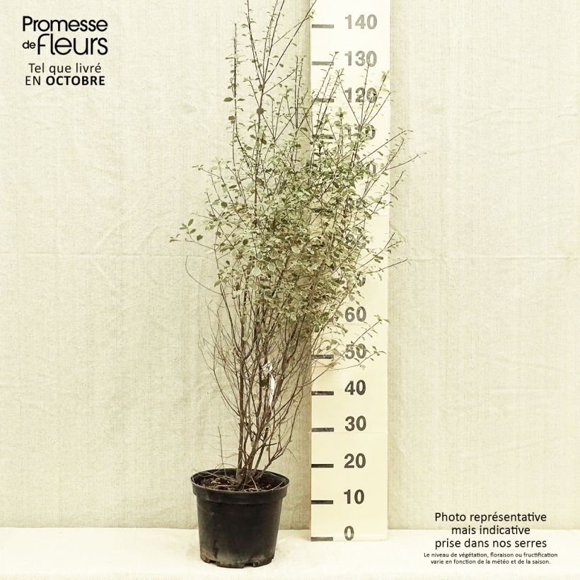 Ejemplar de Pittosporum tenuifolium Victoria Maceta 4L/5L entregado en otoño