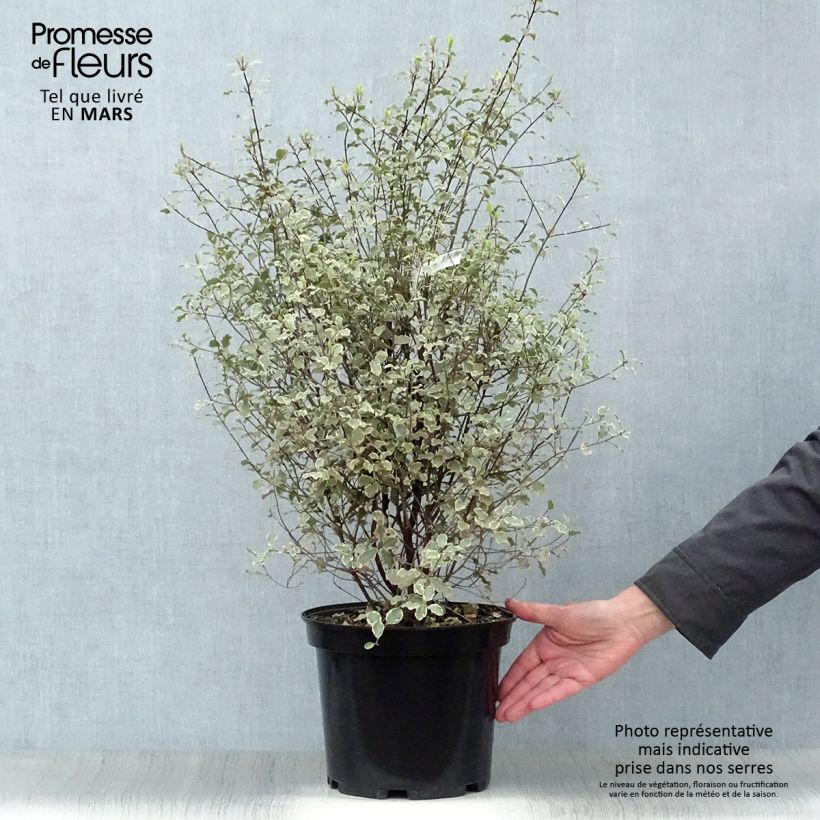 Pittosporum tenuifolium Victoria Maceta 4L/5L Ejemplar entregado en la primavera