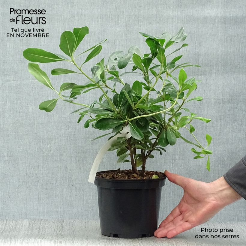 Ejemplar de Pittosporum tobira - Azahar Maceta 2L/3L entregado en otoño