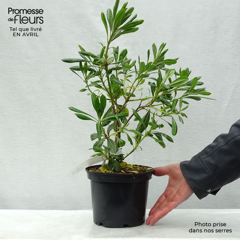 Pittosporum tobira - Azahar Maceta 2L/3L Ejemplar entregado en la primavera