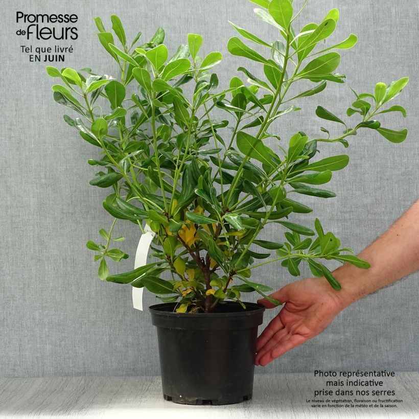 Ejemplar de Pittosporum tobira - Azahar Maceta 2L/3L entregado en verano