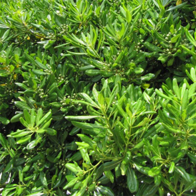 Pittosporum tobira - Azahar (Follaje)