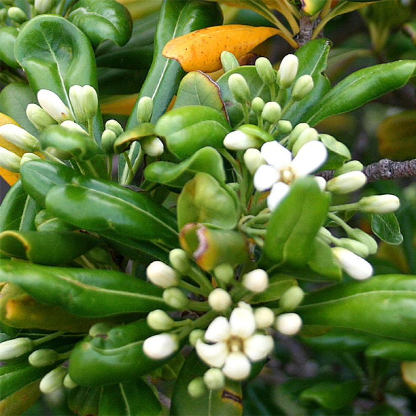 Pittosporum tobira - Azahar (Floración)