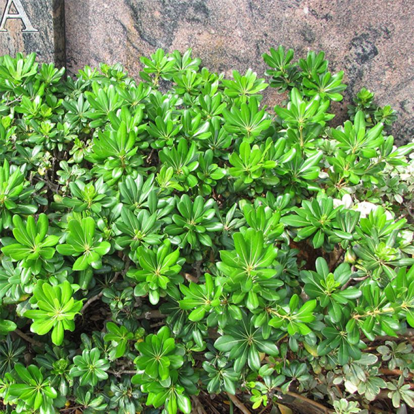 Pittosporum tobira - Azahar (Porte)