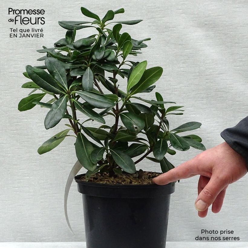Pittosporum tobira - Azahar Maceta 2L/3L Ejemplar entregado en invierno