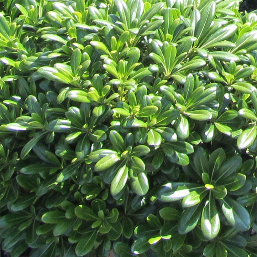 Pittosporum tobira Nanum - Azahar de la China (Follaje)