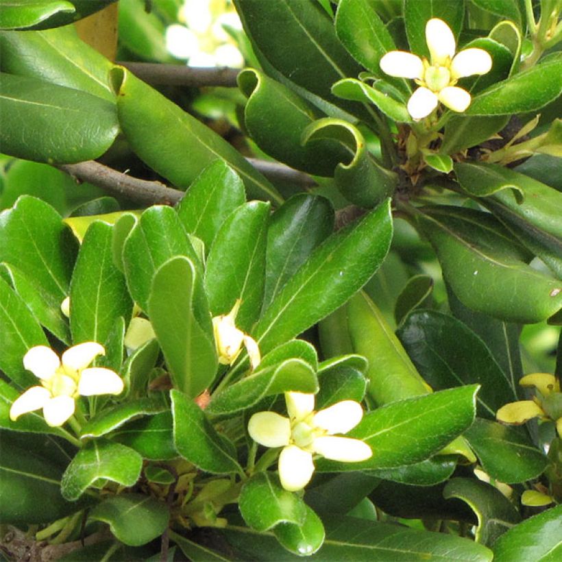 Pittosporum tobira Nanum - Azahar de la China (Floración)