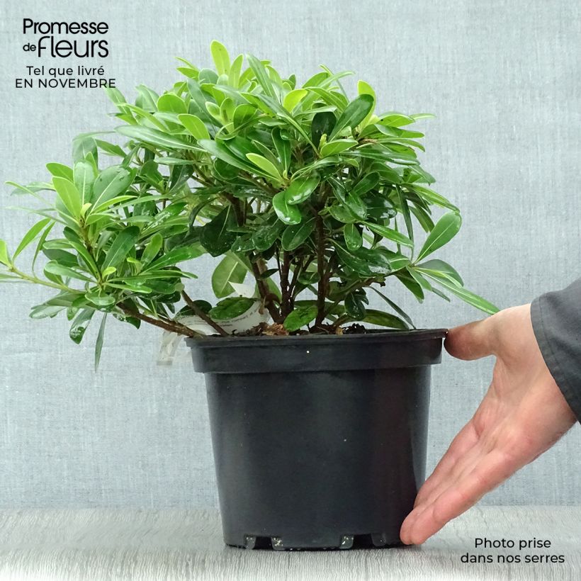 Ejemplar de Pittosporum tobira Nanum - Azahar de la China Maceta 2L/3L entregado en otoño