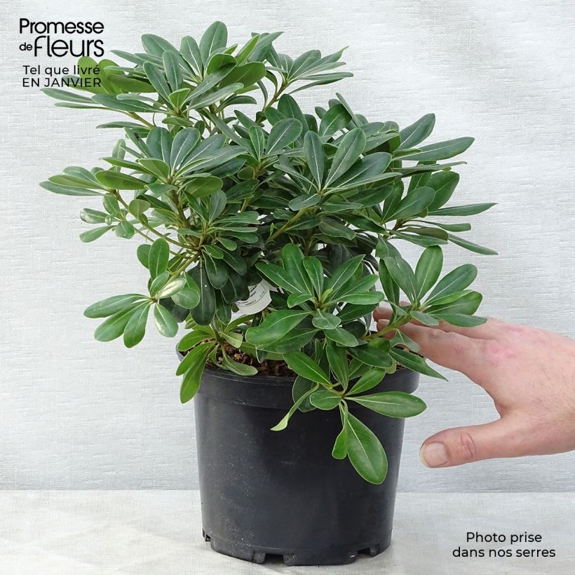 Pittosporum tobira Nanum - Azahar de la China Maceta 2L/3L Ejemplar entregado en invierno