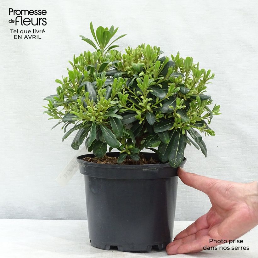 Pittosporum tobira Nanum - Azahar de la China Maceta 2L/3L Ejemplar entregado en la primavera