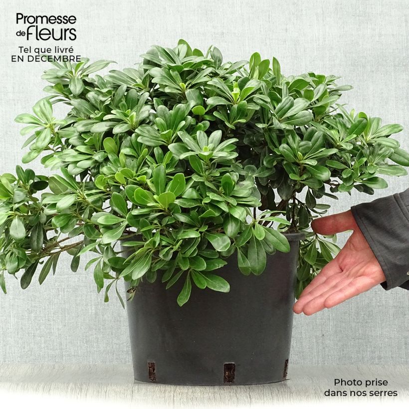 Pittosporum tobira Nanum - Azahar de la China Maceta 7,5L/10L Ejemplar entregado en invierno