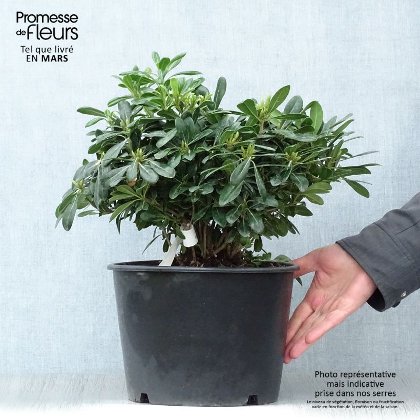 Pittosporum tobira Nanum - Azahar de la China Maceta 7,5L/10L Ejemplar entregado en la primavera