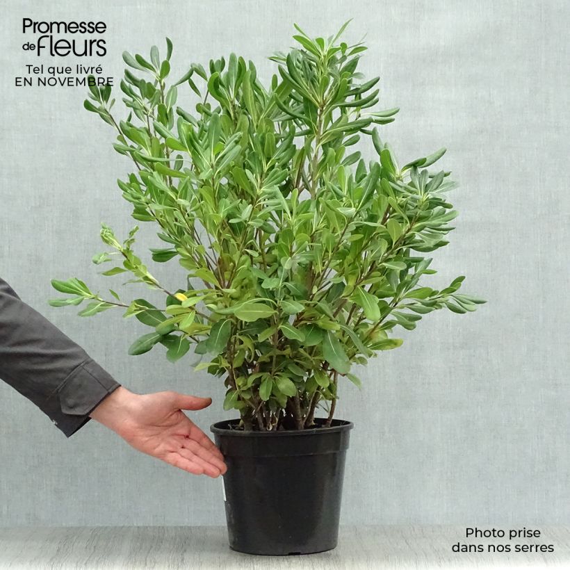 Ejemplar de Pittosporum tobira - Azahar Maceta 7,5L/10L entregado en otoño