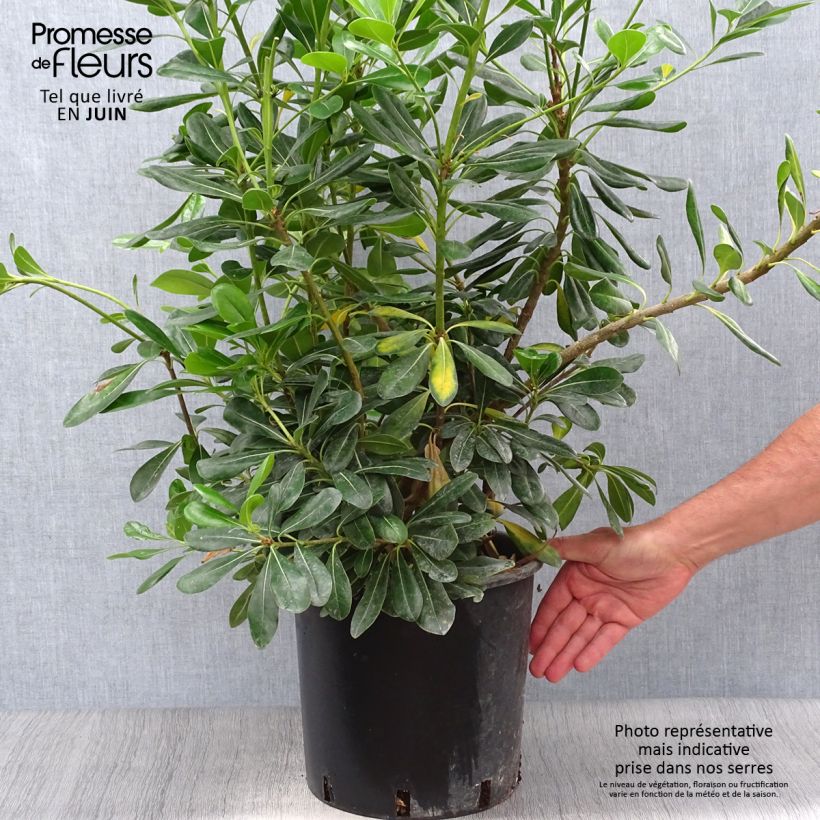 Ejemplar de Pittosporum tobira - Azahar Maceta 7,5L/10L entregado en verano