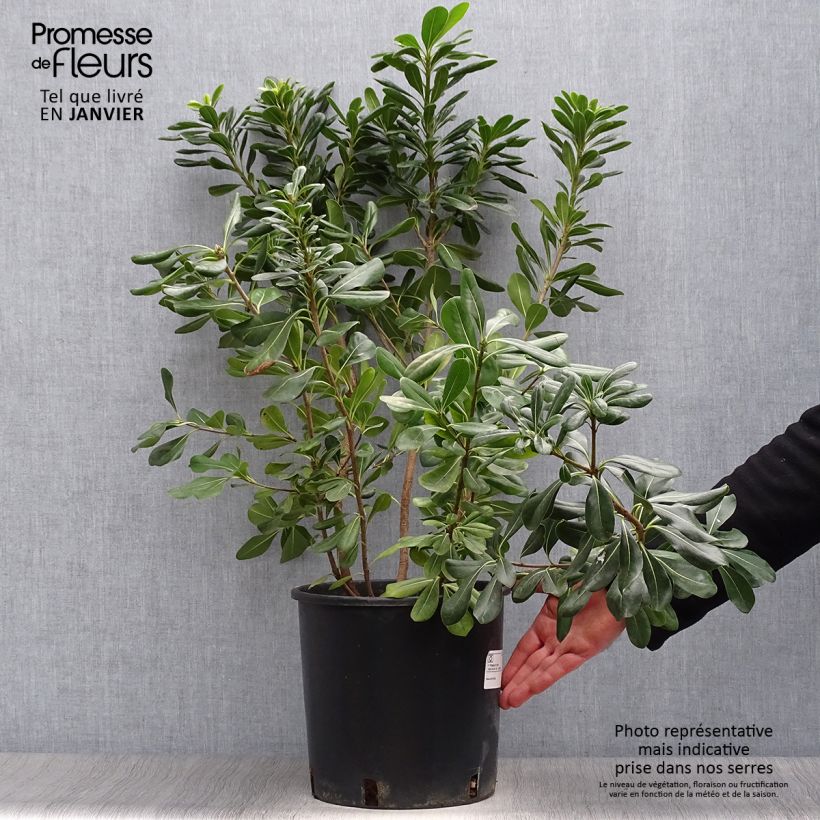 Pittosporum tobira - Azahar Maceta 7,5L/10L Ejemplar entregado en invierno