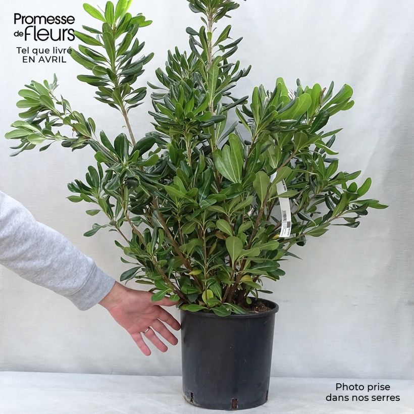 Pittosporum tobira - Azahar Maceta 7,5L/10L Ejemplar entregado en la primavera