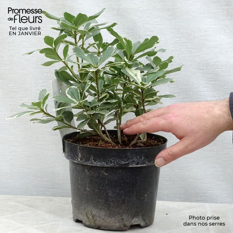 Pittosporum tobira Variegatum - Azahar de la China Maceta 2L/3L Ejemplar entregado en invierno