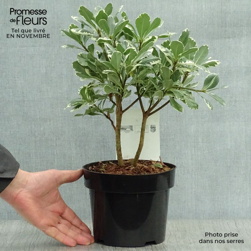 Ejemplar de Pittosporum tobira Variegatum - Azahar de la China Maceta 2L/3L entregado en otoño