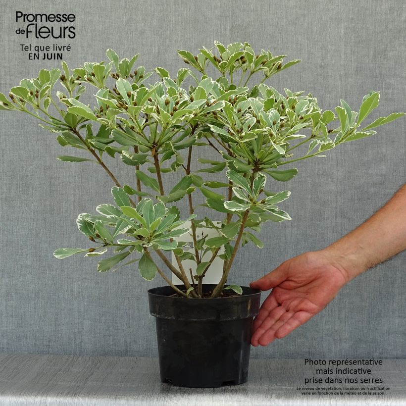 Ejemplar de Pittosporum tobira Variegatum - Azahar de la China Maceta 2L/3L entregado en verano
