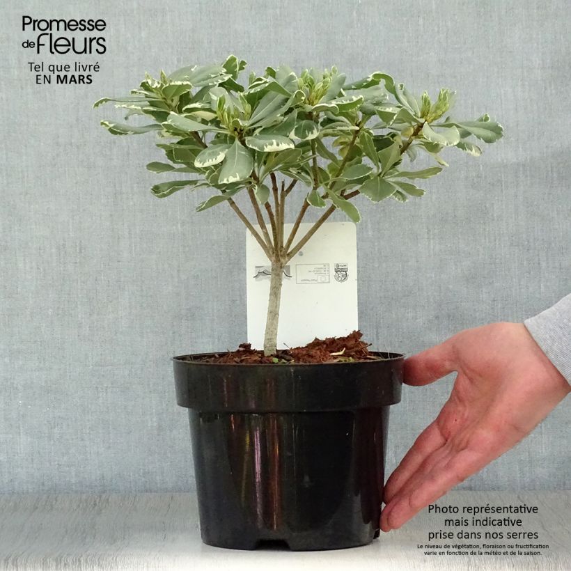 Pittosporum tobira Variegatum - Azahar de la China Maceta 2L/3L Ejemplar entregado en la primavera