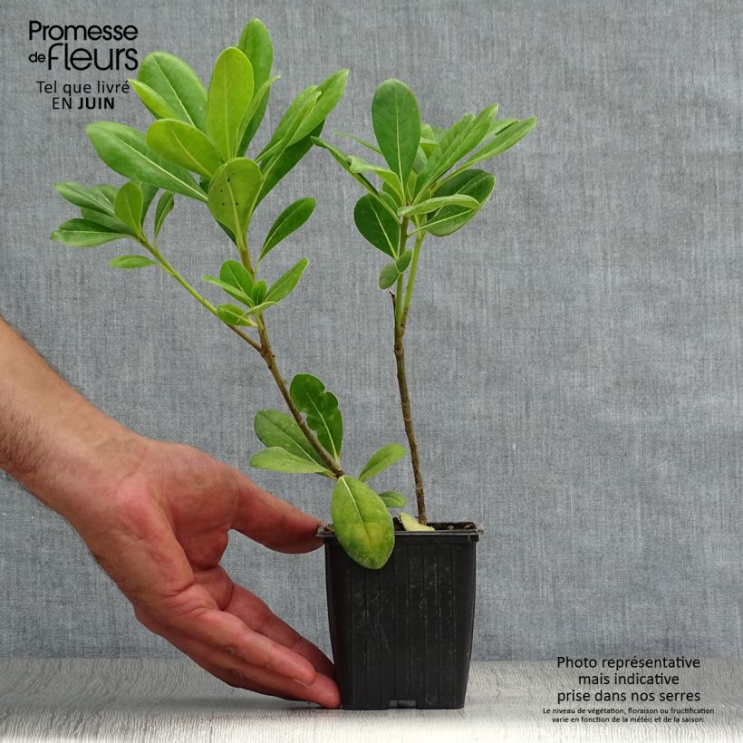 Ejemplar de Pittosporum tobira - Azahar Maceta de 8/9 cm entregado en verano