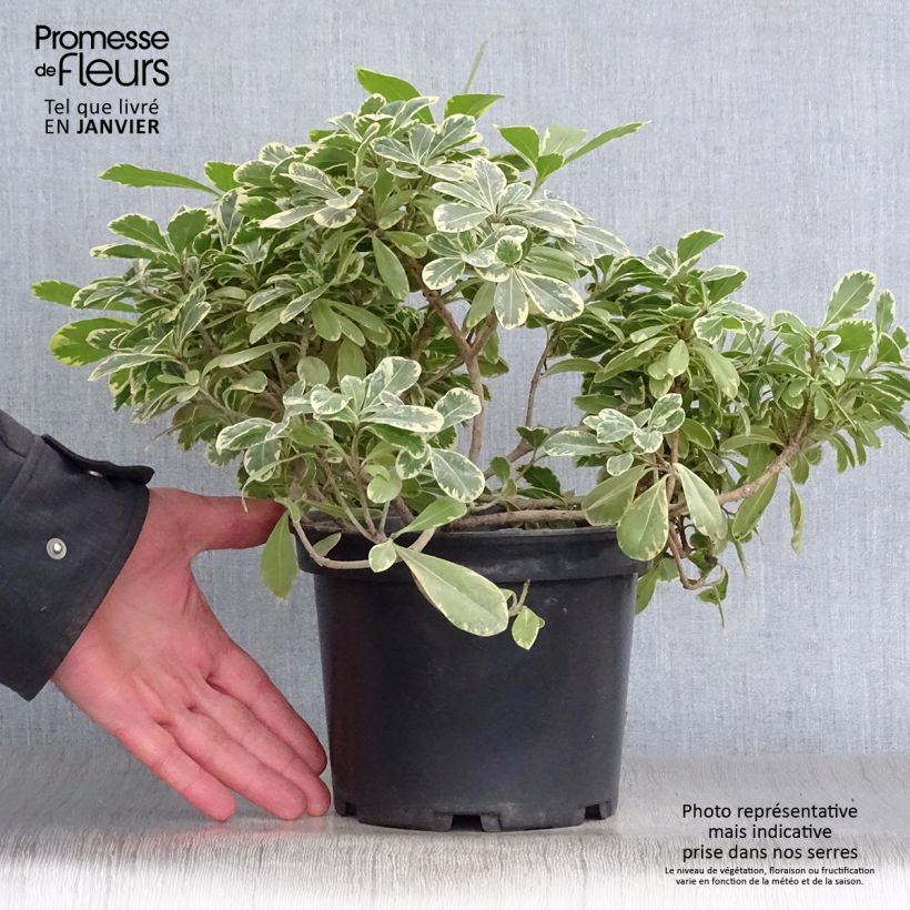 Pittosporum tobira var. nana Neige du mont Ventoux - Azahar de la China Maceta 3L/4L Ejemplar entregado en invierno