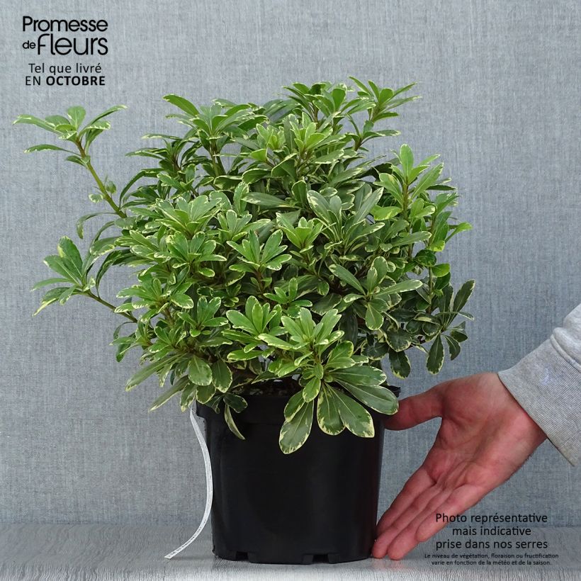 Ejemplar de Pittosporum tobira var. nana Neige du mont Ventoux - Azahar de la China Maceta 3L/4L entregado en otoño