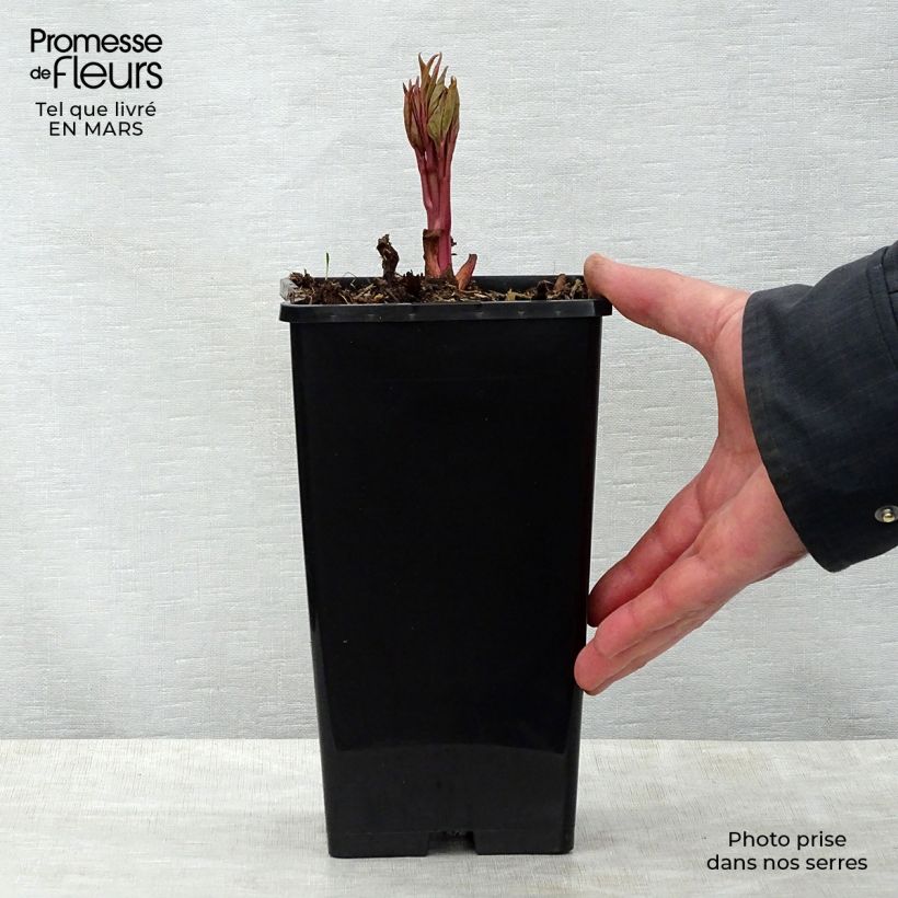 Peonia lactiflora Claire de Lune Maceta 3L/4L Ejemplar entregado en la primavera