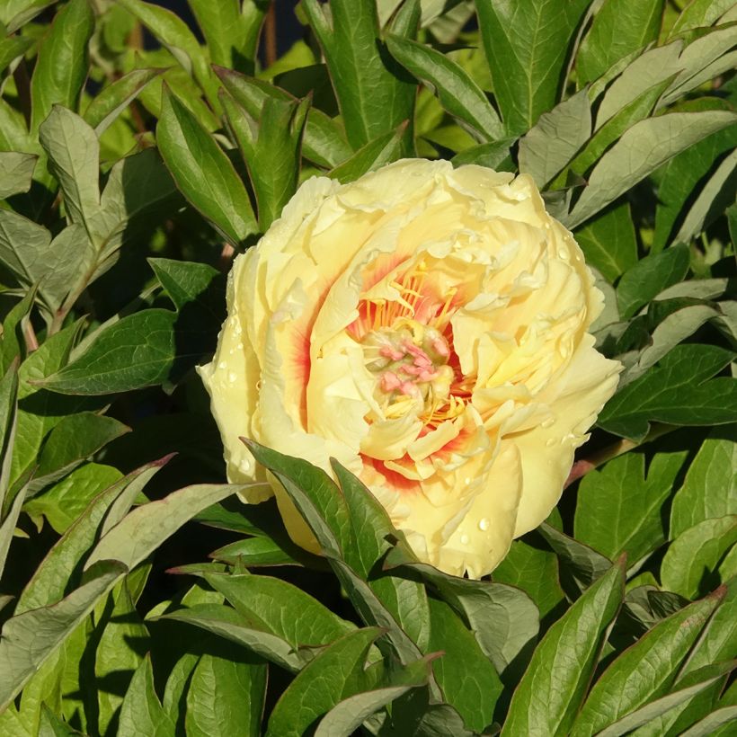 Peonia Itoh Bartzella (Floración)
