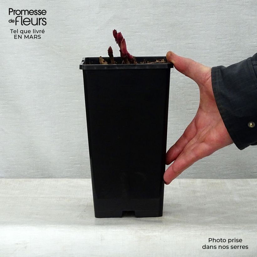 Peonia Itoh Bartzella Maceta 3L/4L Ejemplar entregado en la primavera