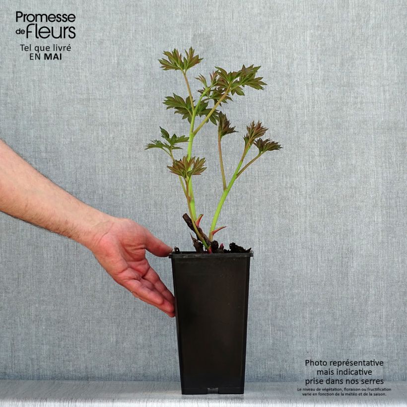 Peonia Itoh Callies Memory Maceta 3L/4L Ejemplar entregado en la primavera