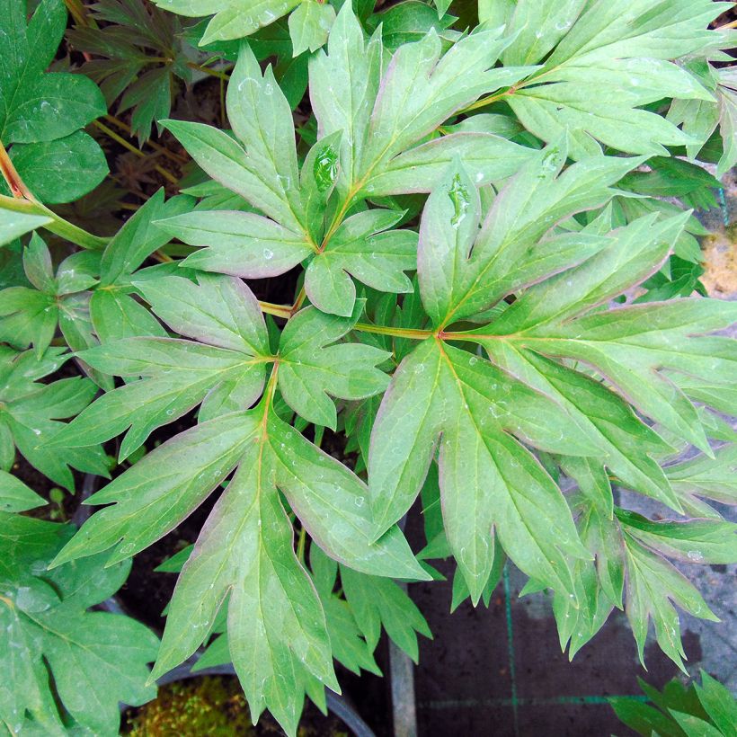 Peonia Itoh Cora Louise (Follaje)