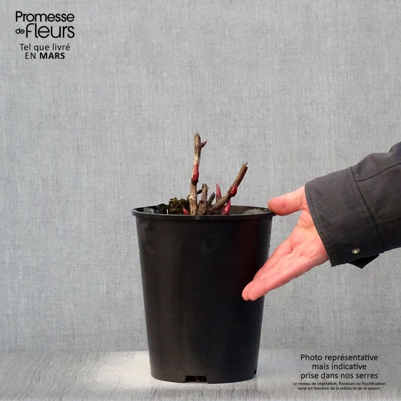 Peonia Itoh Cora Louise Maceta 3L/4L Ejemplar entregado en la primavera