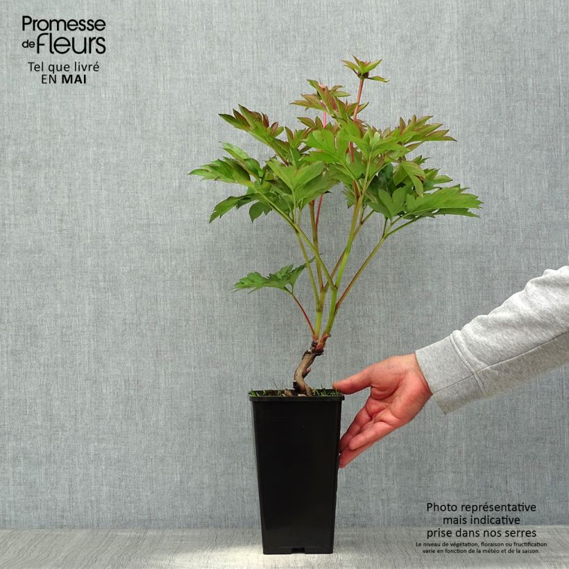 Peonia Itoh Garden Treasure Maceta 4L/5L Ejemplar entregado en la primavera