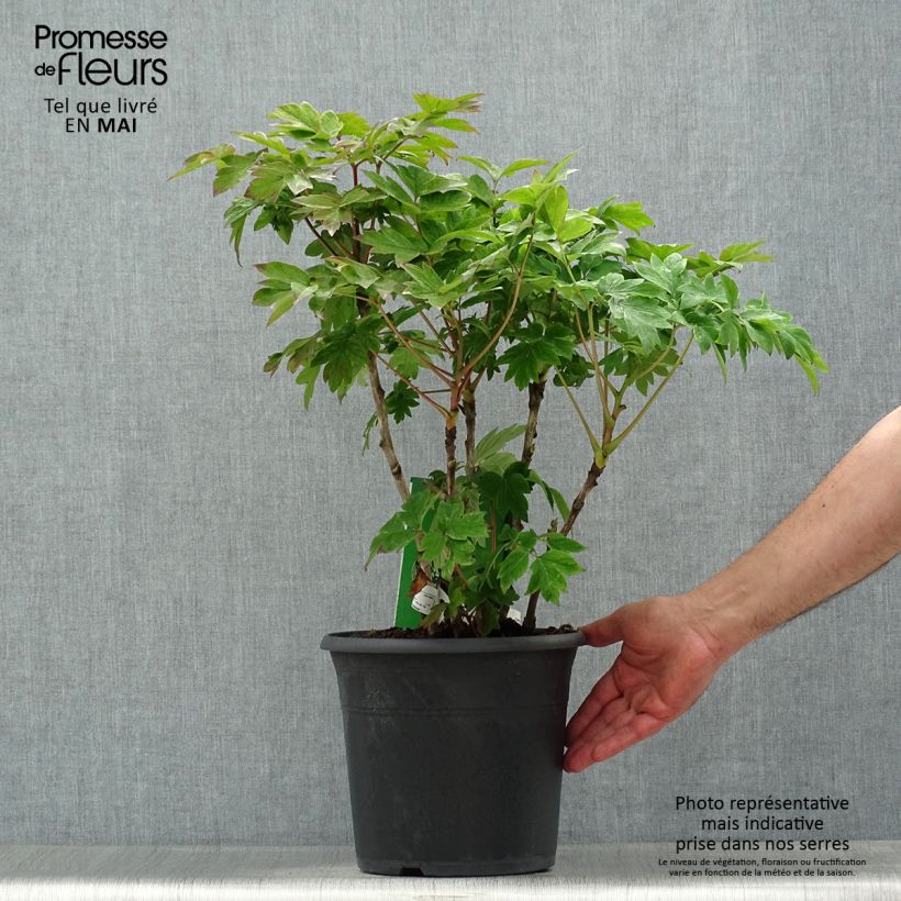 Peonía arbustiva Luo Yang Hong - Paeonia suffruticosa Maceta 2L/3L Ejemplar entregado en la primavera