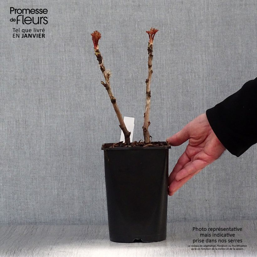 Peonía arbustiva Bai Yuan Hong Xia - Paeonia suffruticosa Maceta 2L/3L Ejemplar entregado en invierno