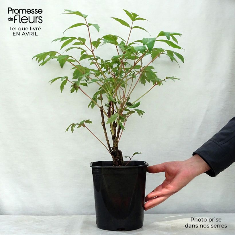 Peonía arbustiva Ri Yue Jin - Paeonia suffruticosa Maceta 4L/5L Ejemplar entregado en la primavera