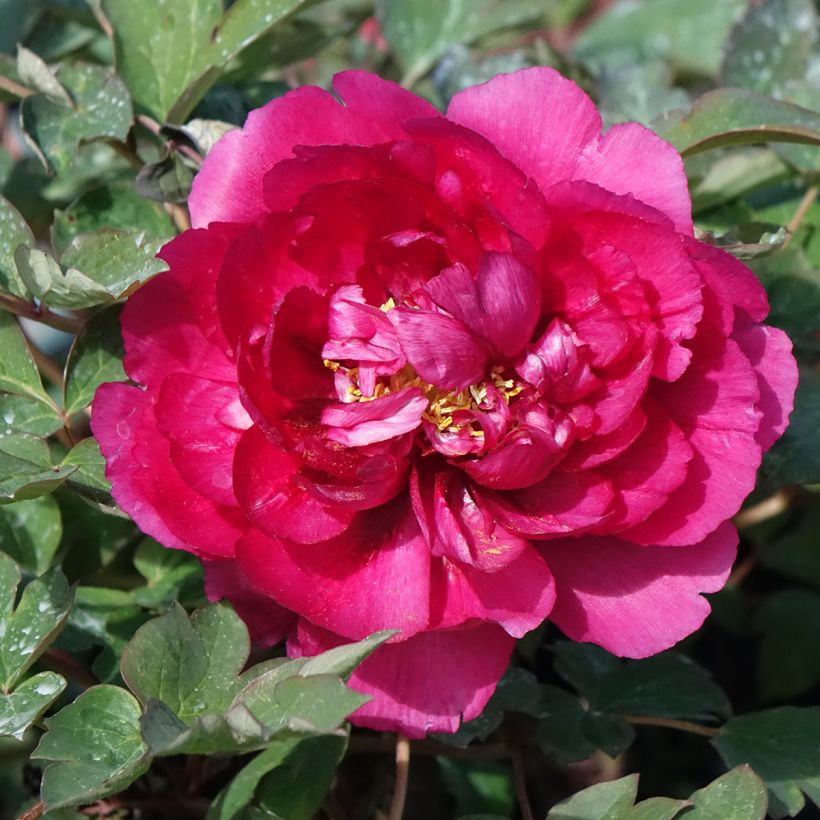 Peonía arbustiva Wu Long Peng Sheng - Paeonia suffruticosa (Floración)