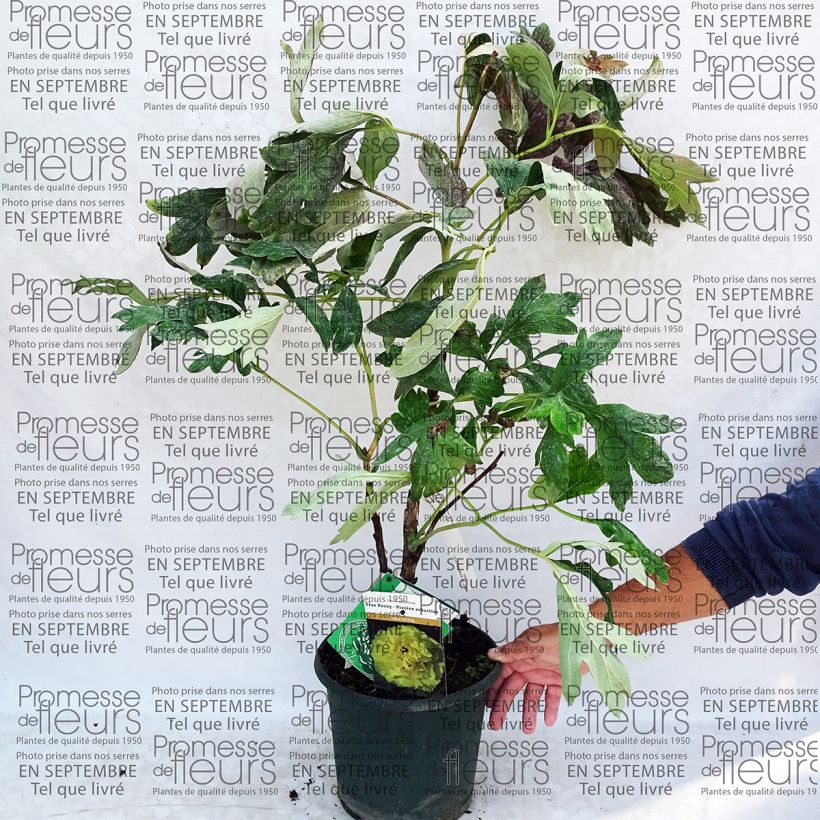 Ejemplo de ejemplar de Peonia lutea Alice Harding Maceta 6L/7L tal y como se entrega
