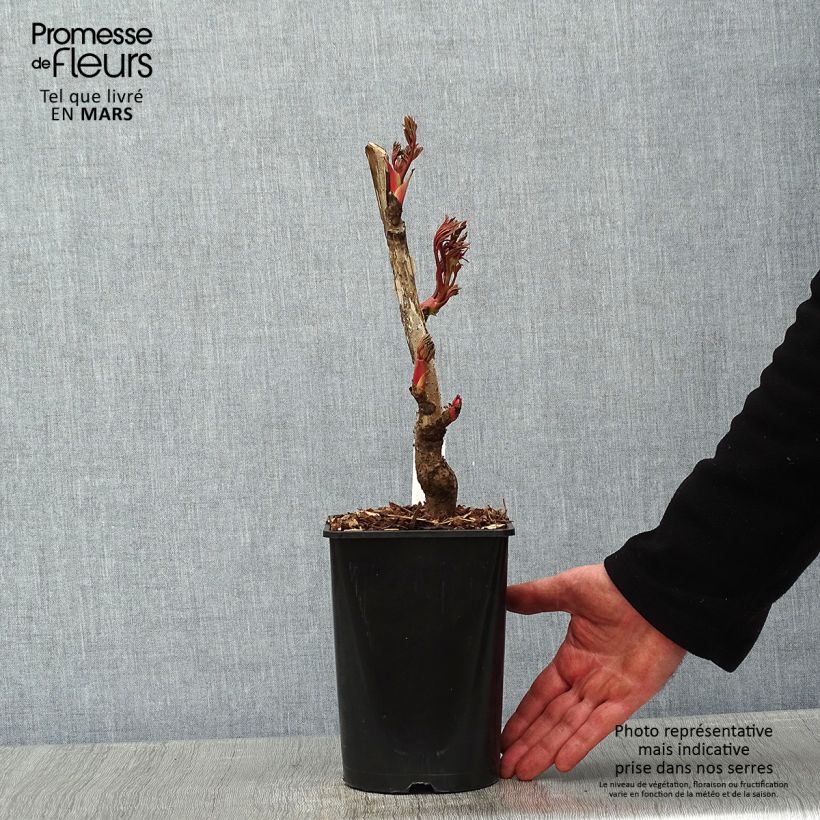 Peonía arbustiva Jin Ge - Paeonia suffruticosa Maceta 2L/3L Ejemplar entregado en invierno