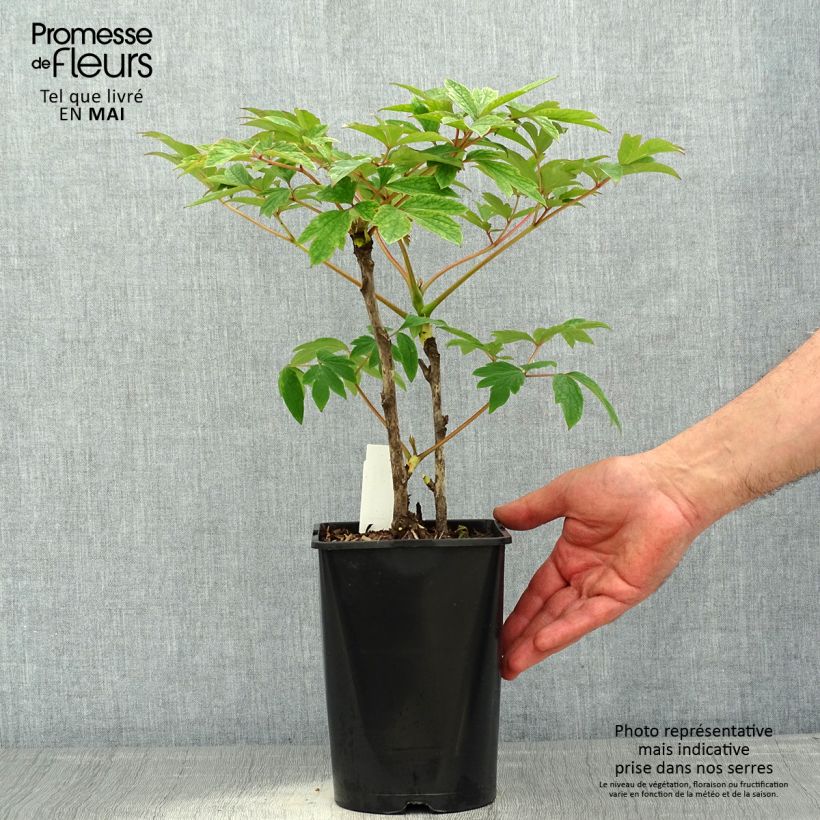 Peonía arbustiva Rou Fu Rong - Paeonia suffruticosa Maceta 2L/3L Ejemplar entregado en la primavera