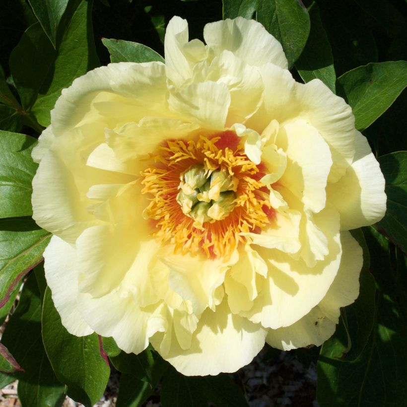 Peonia Itoh Yellow Crown (Floración)