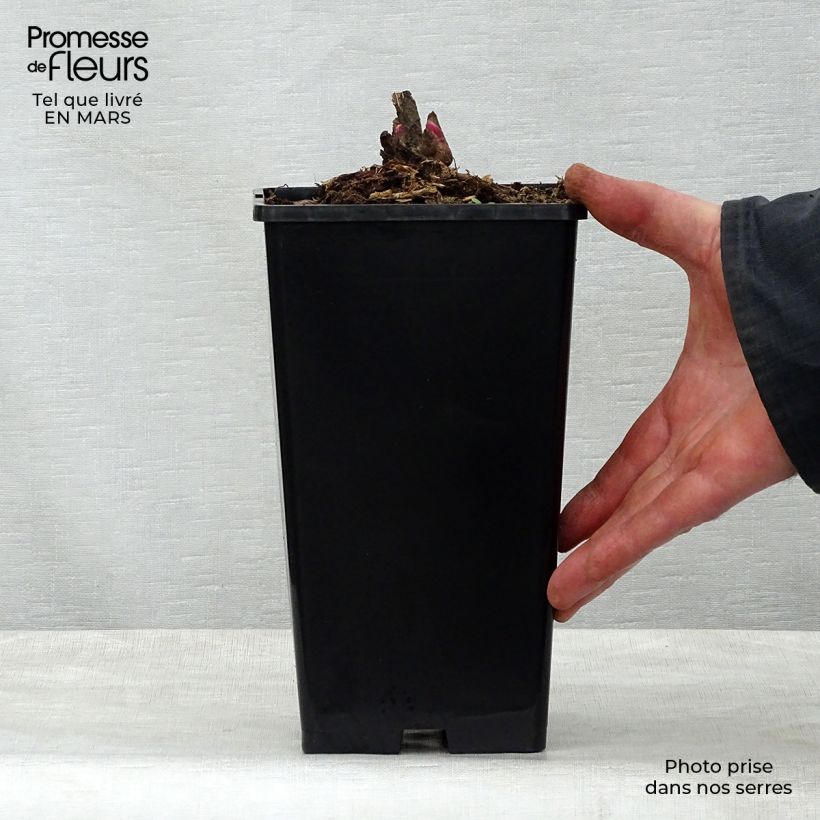 Peonia lactiflora Adolphe Rousseau Maceta 3L/4L Ejemplar entregado en la primavera