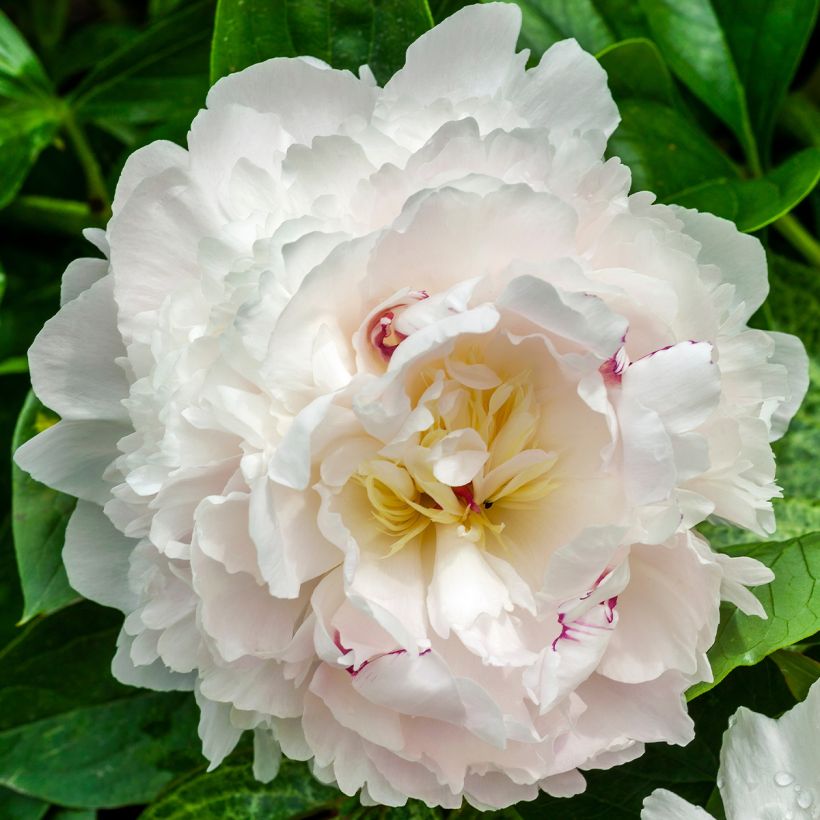 Peonia lactiflora Boule de Neige (Floración)