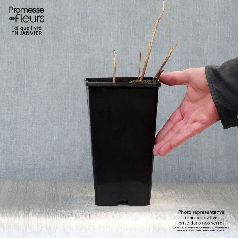 Peonia lactiflora Buckeye Belle Maceta 3L/4L Ejemplar entregado en invierno