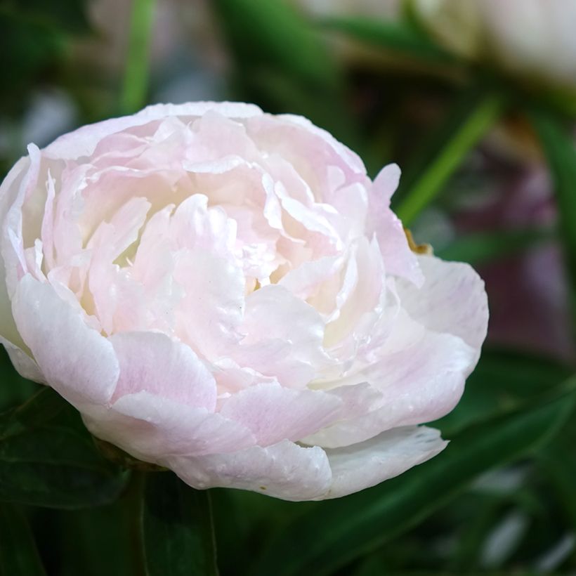 Peonia lactiflora Chiffon Parfait (Floración)