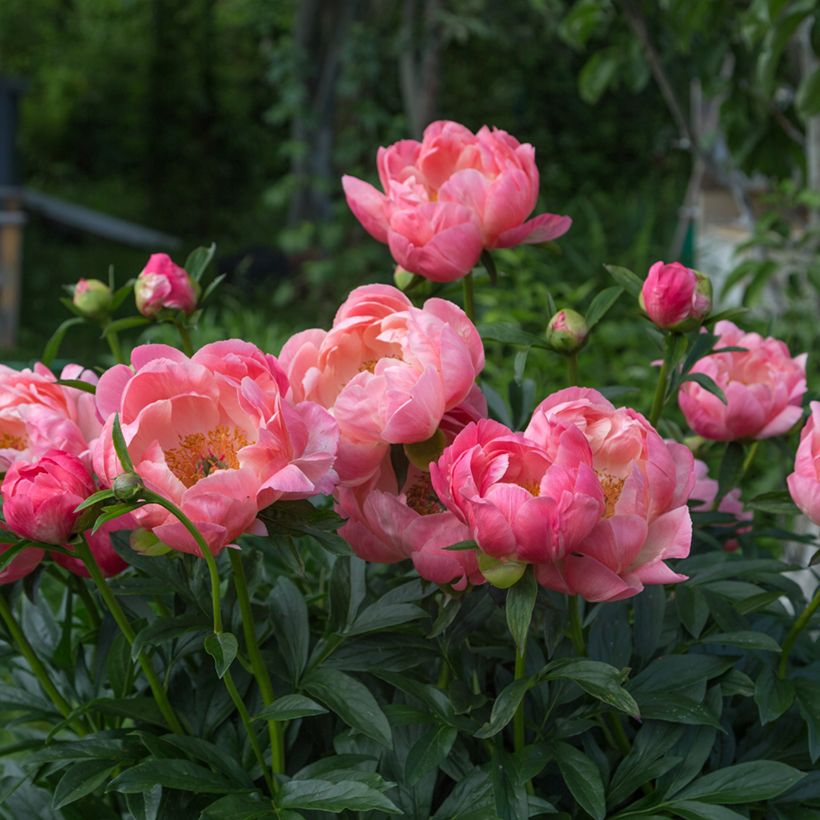Peonia lactiflora Coral Charm (Porte)
