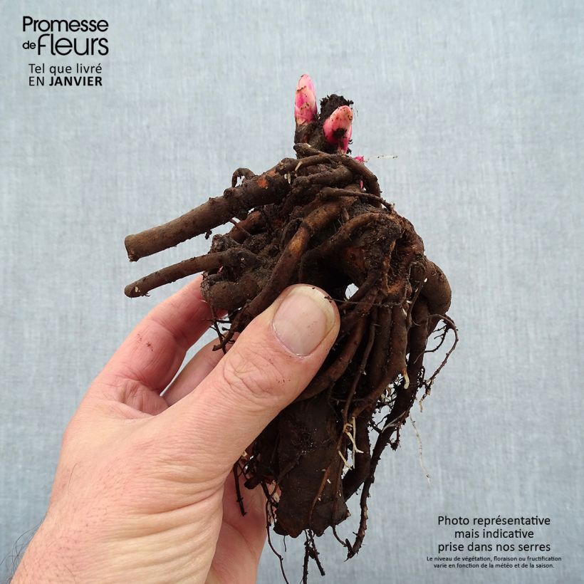 Peonia lactiflora Cytherea Cepa 3/5 ojos Ejemplar entregado en invierno