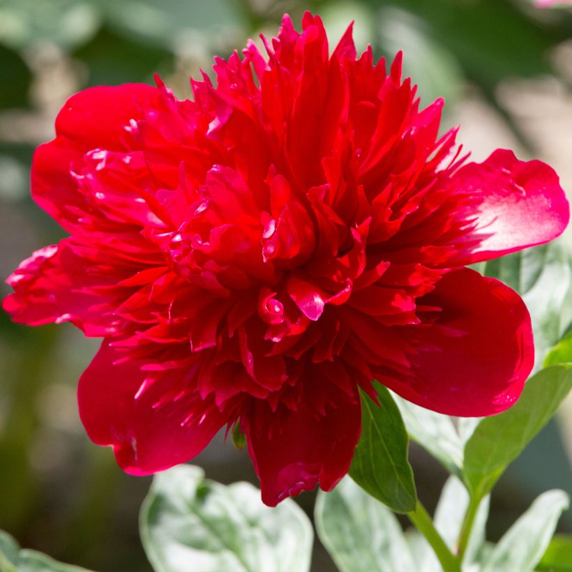 Peonia lactiflora Diana Parks (Floración)
