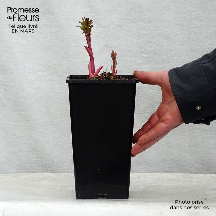 Peonia lactiflora Do Tell Maceta 3L/4L Ejemplar entregado en la primavera